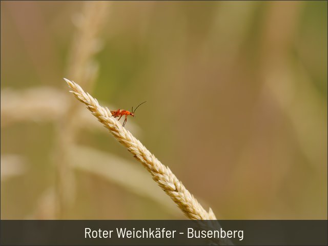 Roter Weichkäfer - Busenberg