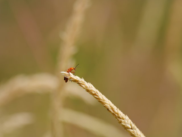 Roter Weichkäfer gerade gelandet - Busenberg