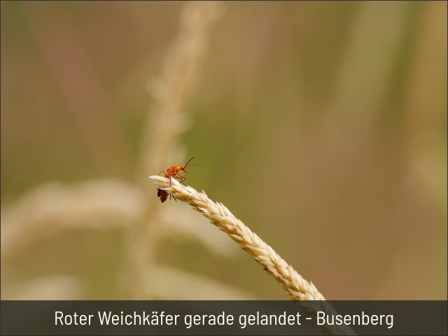 Roter Weichkäfer gerade gelandet - Busenberg