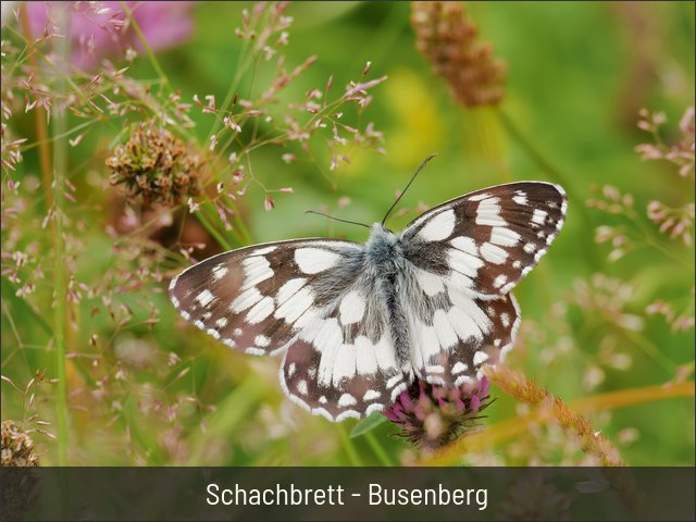 Schachbrett - Busenberg