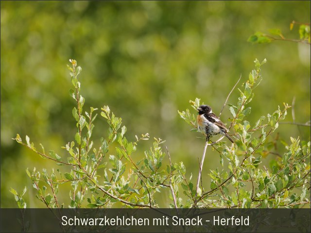 Schwarzkehlchen mit Snack - Herfeld