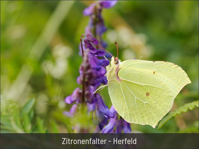 Zitronenfalter - Herfeld