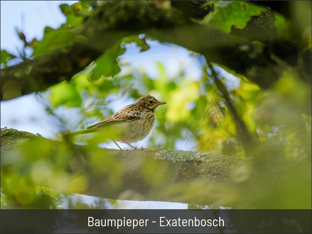 Baumpieper - Exatenbosch