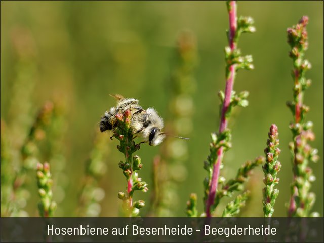 Hosenbiene auf Besenheide - Beegderheide
