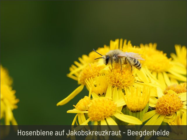 Hosenbiene auf Jakobskreuzkraut - Beegderheide