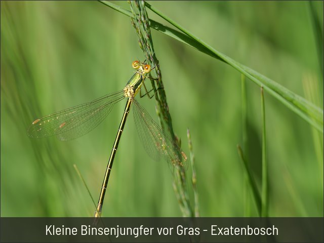Kleine Binsenjungfer vor Gras - Exatenbosch