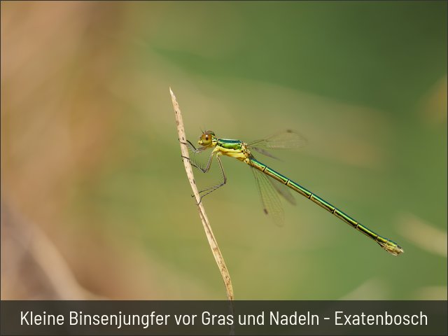 Kleine Binsenjungfer vor Gras und Nadeln - Exatenbosch