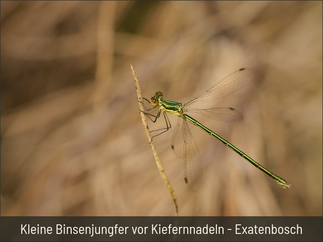 Kleine Binsenjungfer vor Kiefernnadeln - Exatenbosch