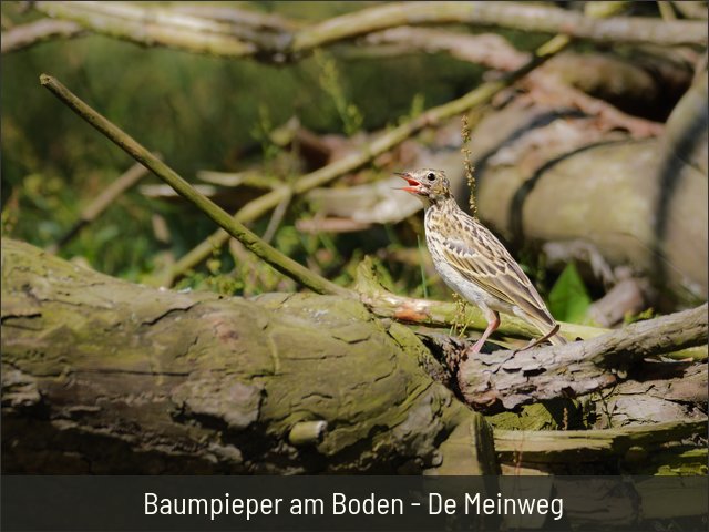 Baumpieper am Boden - De Meinweg