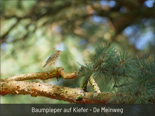 Baumpieper auf Kiefer - De Meinweg