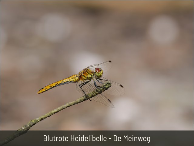 Blutrote Heidelibelle - De Meinweg