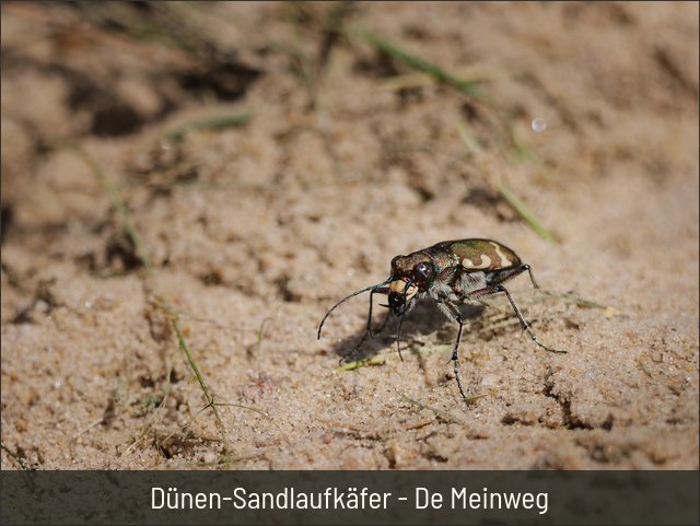 Dünen-Sandlaufkäfer - De Meinweg