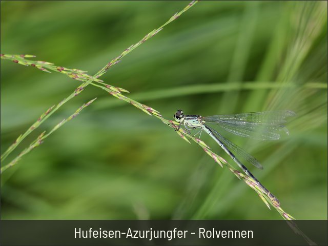 Hufeisen-Azurjungfer - Rolvennen