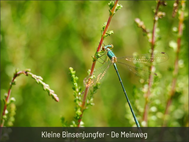 Kleine Binsenjungfer - De Meinweg