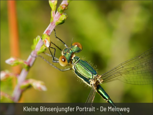 Kleine Binsenjungfer Portrait - De Meinweg