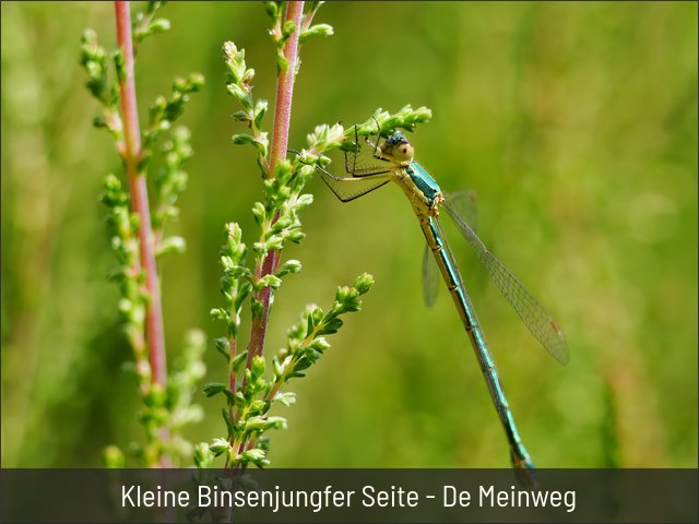 Kleine Binsenjungfer Seite - De Meinweg