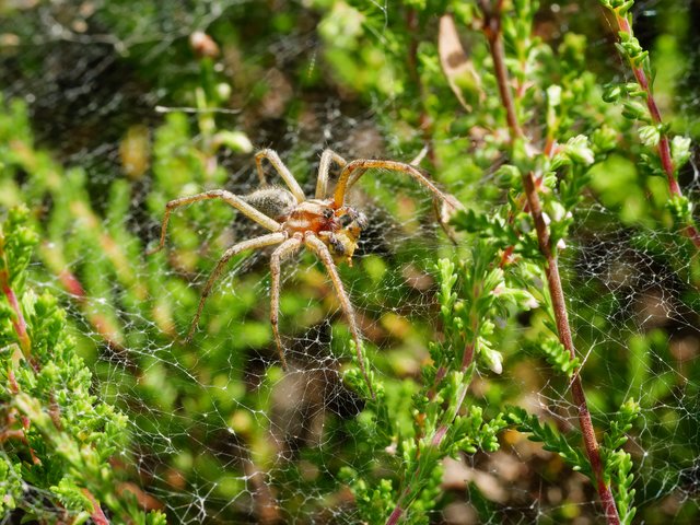 Labyrinthspinne - De Meinweg