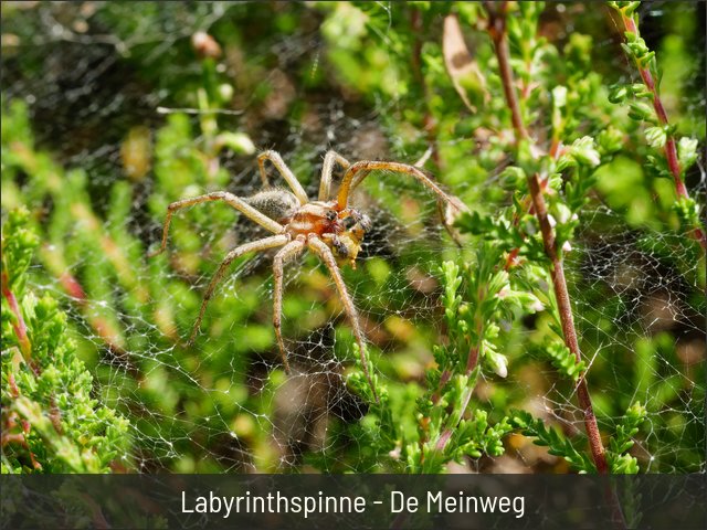 Labyrinthspinne - De Meinweg