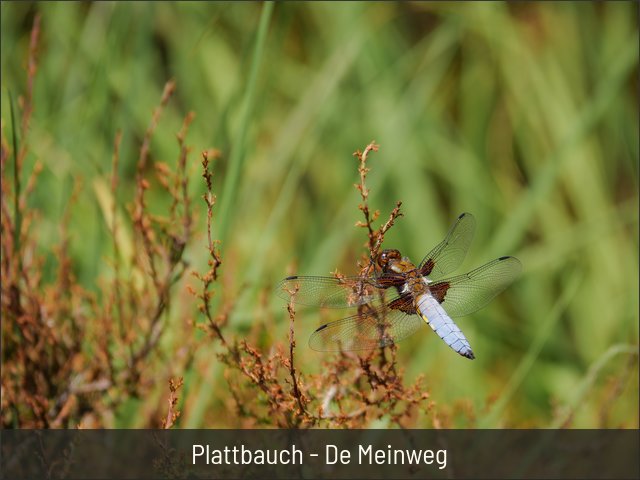 Plattbauch - De Meinweg