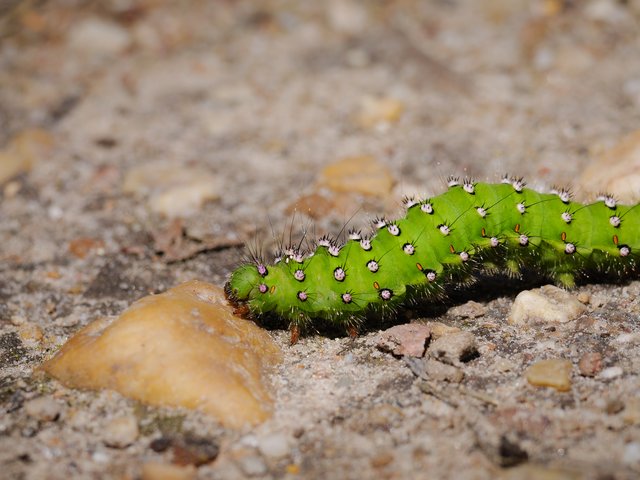 Raupe des Kleinen Nachtpfauenauges - De Meinweg