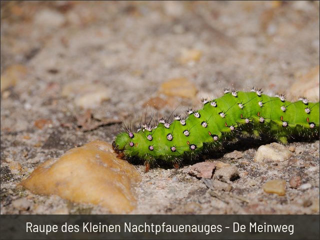 Raupe des Kleinen Nachtpfauenauges - De Meinweg