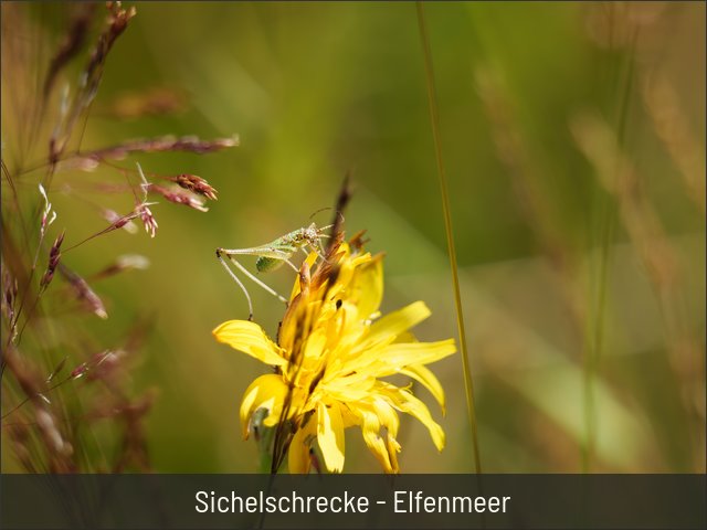 Sichelschrecke - Elfenmeer