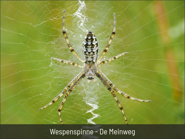 Wespenspinne - De Meinweg