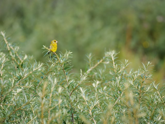 Grünfink fern - Halde Haniel