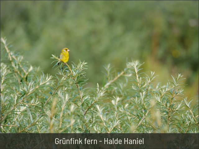 Grünfink fern - Halde Haniel