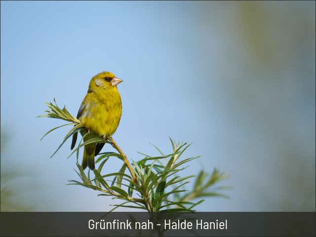 Grünfink nah - Halde Haniel