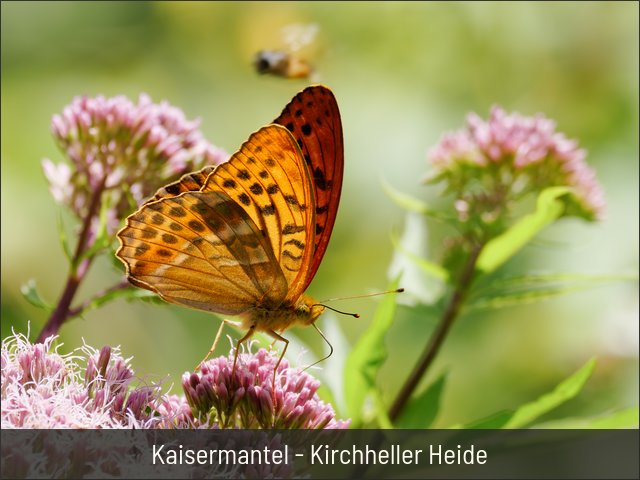 Kaisermantel - Kirchheller Heide