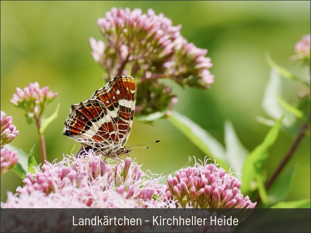 Landkärtchen - Kirchheller Heide