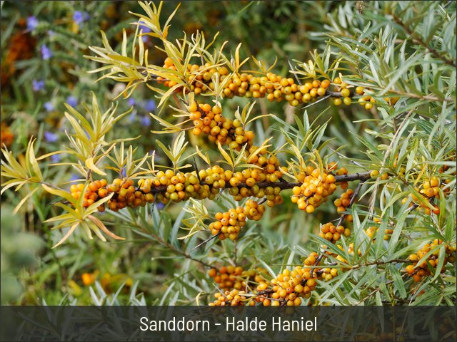 Sanddorn - Halde Haniel