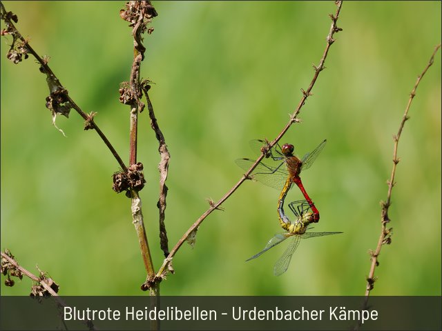 Blutrote Heidelibellen - Urdenbacher Kämpe