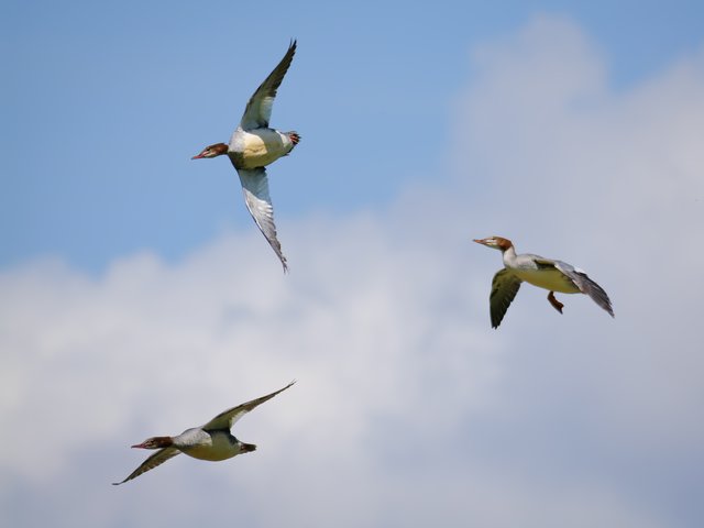 Gänsesäger im Anflug - Urdenbacher Rheinufer