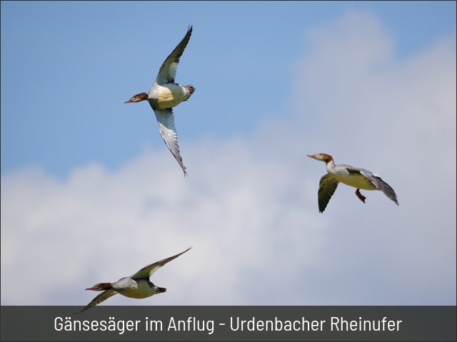 Gänsesäger im Anflug - Urdenbacher Rheinufer