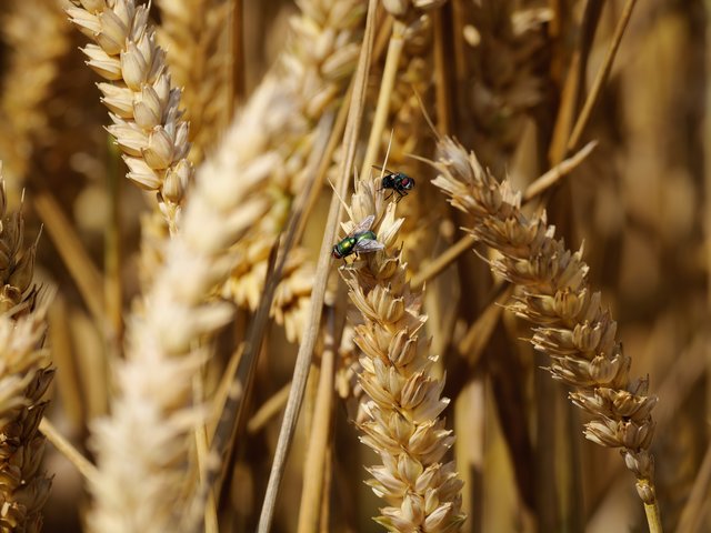 Goldfliegen im Kornfeld - Urdenbacher Kämpe