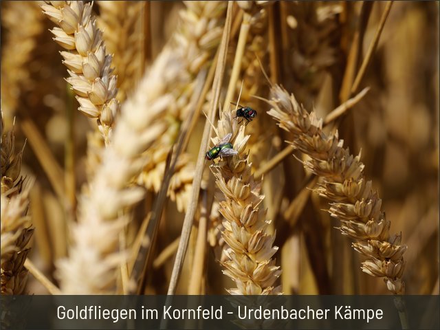 Goldfliegen im Kornfeld - Urdenbacher Kämpe