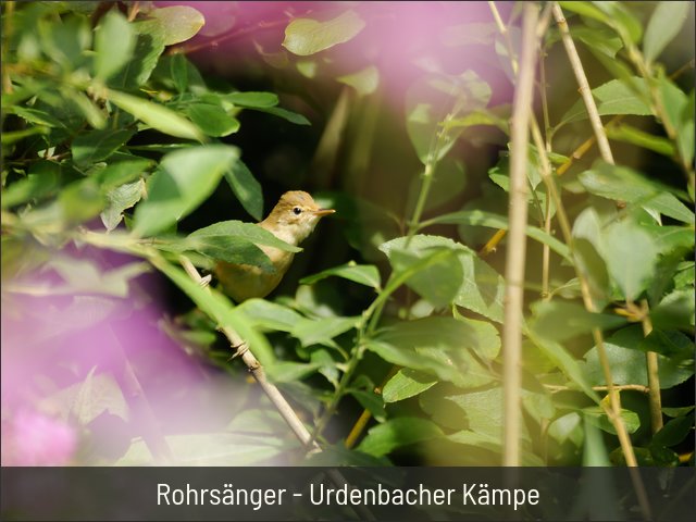 Rohrsänger - Urdenbacher Kämpe