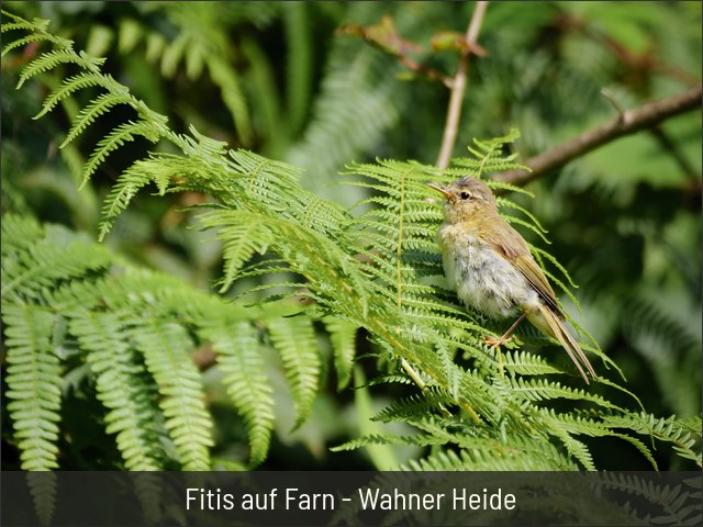 Fitis auf Farn - Wahner Heide