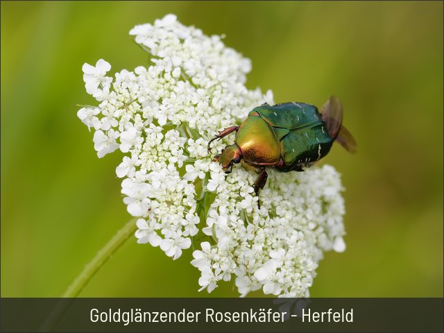 Goldglänzender Rosenkäfer - Herfeld