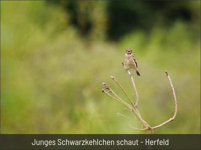 Junges Schwarzkehlchen - Herfeld