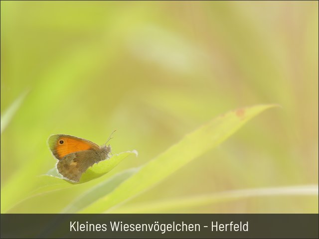 Kleines Wiesenvögelchen - Herfeld