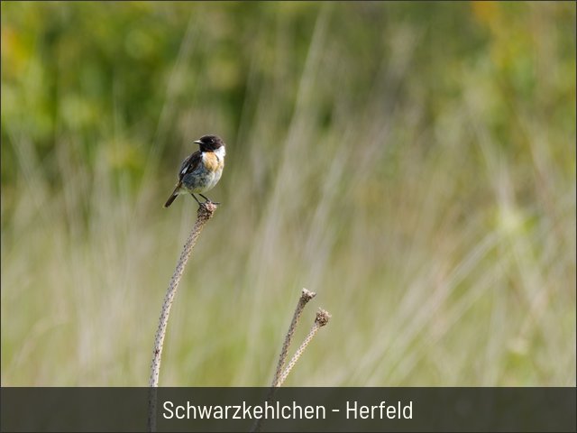 Schwarzkehlchen - Herfeld