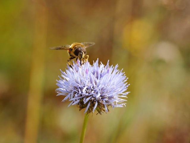 Schwebfliege auf Berg-Sandglöckchen - Wahner Heide