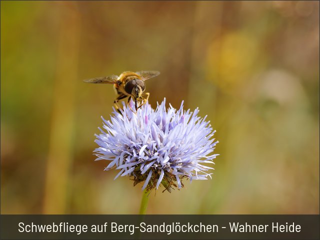 Schwebfliege auf Berg-Sandglöckchen - Wahner Heide