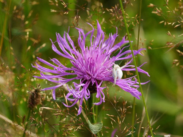 Veränderliche Krabbenspinne auf Flockenblume - Wahner Heide