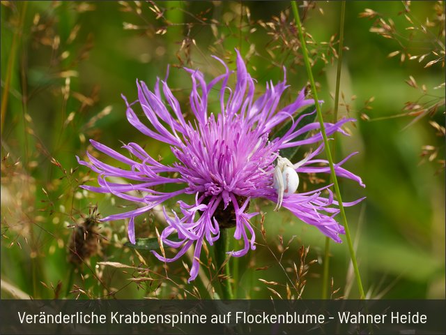 Veränderliche Krabbenspinne auf Flockenblume - Wahner Heide