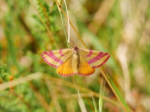 Ampfer-Purpurspanner - Teverener Heide