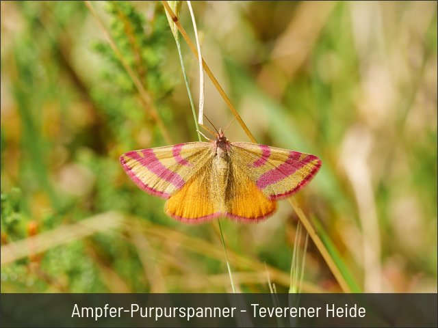 Ampfer-Purpurspanner - Teverener Heide